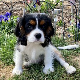 Cavalier King Charles Spaniels and Poodles from Central Coast Standard Poodles & Cavaliers