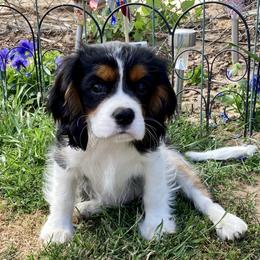 Cavalier King Charles Spaniels and Poodles from Central Coast Standard Poodles & Cavaliers
