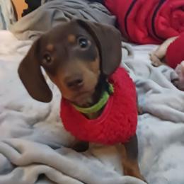 Smudge - Dachshund
