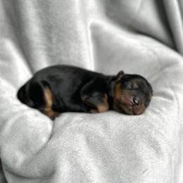 Sulu - Black and tan male Cavalier King Charles Spaniel puppy in Festus, Missouri from Team Turner Cavalier King Charles Spaniels