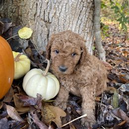Boy 2 - Assorted Doodle Crosses puppy in Due West, South Carolina from Miller Family Puppies