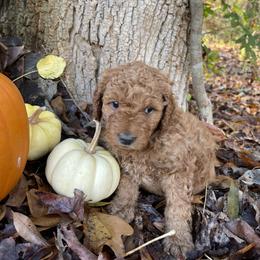 Boy 2 - Assorted Doodle Crosses puppy in Due West, South Carolina from Miller Family Puppies