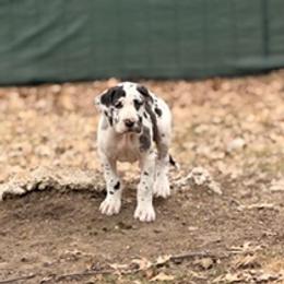 Bella - Harlequin female Great Dane puppy in Ottumwa, Iowa from Robin's Great Danes