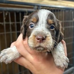 Boy 4 - Liver white and tan male English Springer Spaniel puppy in Fort Meade, Florida from Lake in the Hills Springers