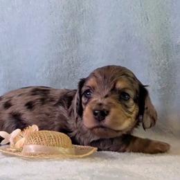 Girl 1 - female Dachshund puppy in Mt. Sterling, Illinois from Doxie Do's