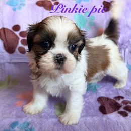 Pinkie pie - Black gold and white female Shih Tzu puppy in Hemet, California from Aloha Shih Tzu