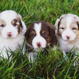 Australian Shepherds from Oak Haven Aussies