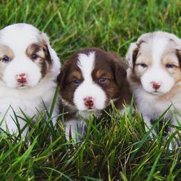 Australian Shepherds from Oak Haven Aussies