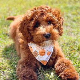 Bernedoodles and Goldendoodles from Vineyard Doodles