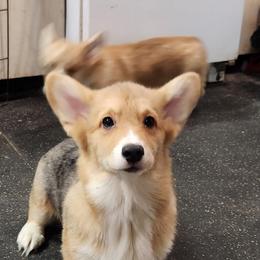 Thea - Blue merle and white female American Corgi puppy in Dunbar, Nebraska from Nightstreak Corgis
