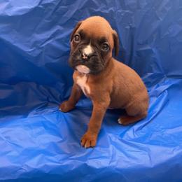 Carrie Underwood - Fawn female Boxer puppy in Willard, North Carolina from Boone’s Boxers of North Carolina