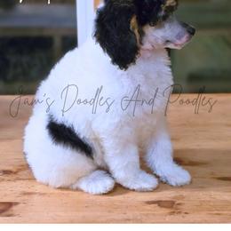 Aussiedoodle, Bernedoodle, Cockapoo, Miniature Australian Shepherd, Poodle, and Sheepadoodle Puppies from Jam's Doodles And Poodles