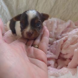 Gray collar - Parti female Yorkshire Terrier puppy in Mcconnellsburg, Pennsylvania from Buffy's Little Blessings