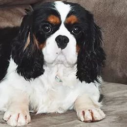 Cavalier King Charles Spaniels and Cavapoos from Middle Creek Ranch