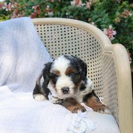 Raspberry - Blue merle female Toy Australian Shepherd puppy in Charlestown, Indiana from Forever Aussies and A Doodle