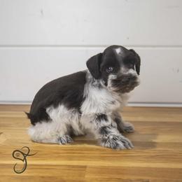 Gilbert - Parti male Miniature Schnauzer puppy in Diamond Valley, Utah from JoJo's Schnauzers