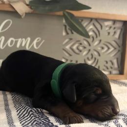 Hunter Green - Black and rust male Doberman Pinscher puppy in Fort Worth, Texas from Arkwatch Dobermans