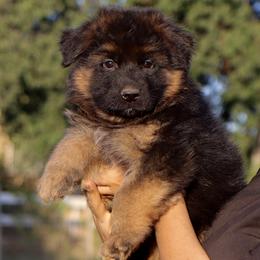 German Shepherd Puppies from Zaragoza German Shepherds