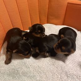 Yorkshire Terrier puppies from Firesteel Yorkies