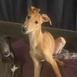 Penny - Red female Greyhound puppy in Florida from Running to Stand Still (RTSS)