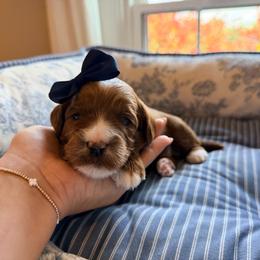 Sunny - Red female Australian Labradoodle puppy in Summerfield, North Carolina from Four Oaks Labradoodles