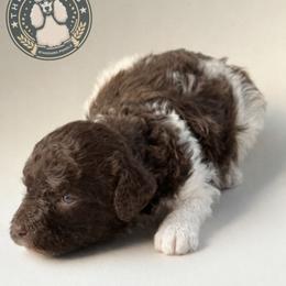 Alba - Parti female Poodle puppy in Spring Hills, Florida from The Olympus Standard Poodle