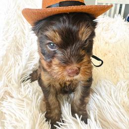 Choc 1 - Chocolate and tan male Yorkshire Terrier puppy in Sterling, Colorado from Yorkies