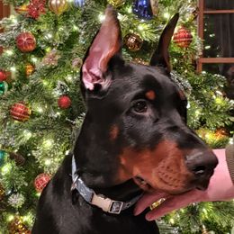 Doberman Pinscher Puppies from Schloss Velburg Dobermanns