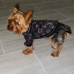 Yorkshire Terriers from Royal Yorkies