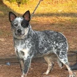 Prime - Blue speckled male Australian Cattle Dog puppy in Devalls Bluff, Arkansas from Coolhand's Australian Cattle Dogs