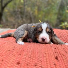 Dancer (Yellow) - Merle female Bernedoodle puppy in Highland, Utah from Angel Pups Deluxe