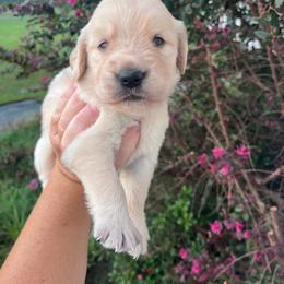 White collar - Golden female Golden Retriever puppy in Jesup, Georgia from Painted Platinum Retrievers (Painted Platinum Kennel) PPK