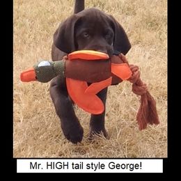 German Shorthaired Pointer Puppies from RADBACH KENNELS