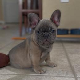 Neru - Blue fawn male French Bulldog puppy in Miami, Florida from Oceanside French Bulldogs