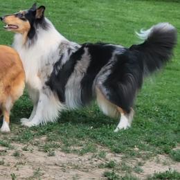 Willow - Collie
