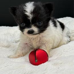 Quinn - Black and white female Chihuahua puppy in Lee Center, New York from Alfheim-Andromeda Chihuahua's (A &A's)