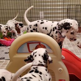 Dalmatian Puppies from Crescent Hill Dalmatians