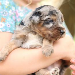 Luke - Blue merle male Aussiedoodle puppy in Orleans, Indiana from Mae Blossom Puppies