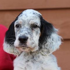 English Setters from Blu'Star English Setters