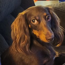 Savanah - Dachshund