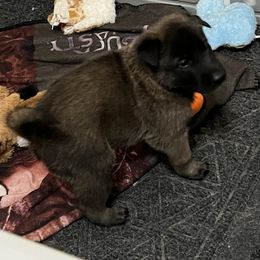 Belgian Malinois Puppies from MonStar Malinois
