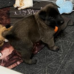 Belgian Malinois Puppies from MonStar Malinois