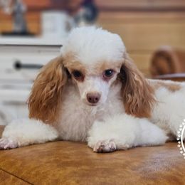 Delilah - Parti female Poodle puppy in Salem, Missouri from Meadowbrook Poodles