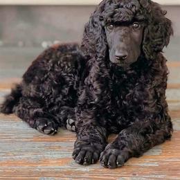 Elowen (light purple) - Black female Poodle puppy in Batavia, Ohio from The Livezey Standard-CKCS and Standard Poodles