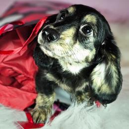 Zen - Black and cream female Dachshund puppy in Grants Pass, Oregon from Treasure Dachshunds
