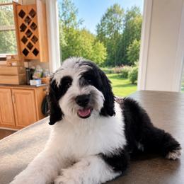 Dinner - Black and white male Sheepadoodle puppy in North Royalton, Ohio from Johnson's Doodles