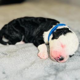 Denali- Male Reservation 2 - Black and white male Sheepadoodle puppy in Spokane, Washington from Downriver Doodles