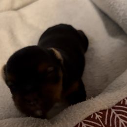 Coco boy - Blue and gold male Yorkshire Terrier puppy in New Hampton, Iowa from JMAK Dreams