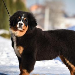 Kira - Bernese Mountain Dog