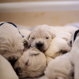 Golden Retriever Puppies from Faded Ash Goldens